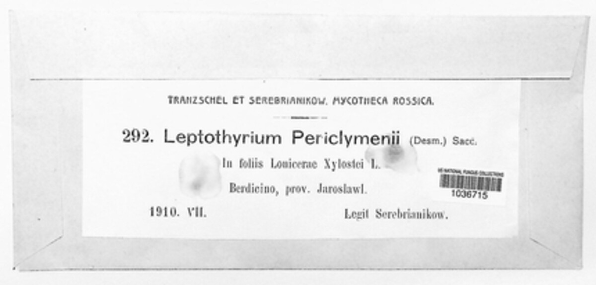 Kabatia periclymeni image